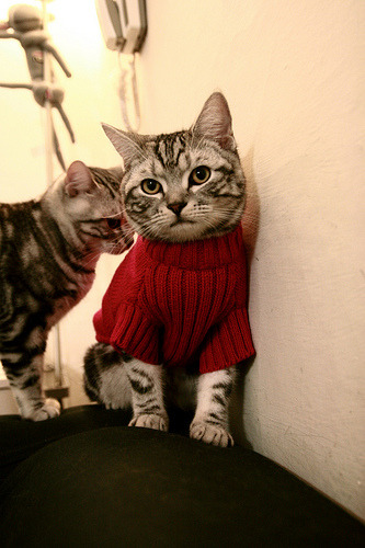 中国篮球联赛观众满意度调查分析，篮球比赛中观众的规则