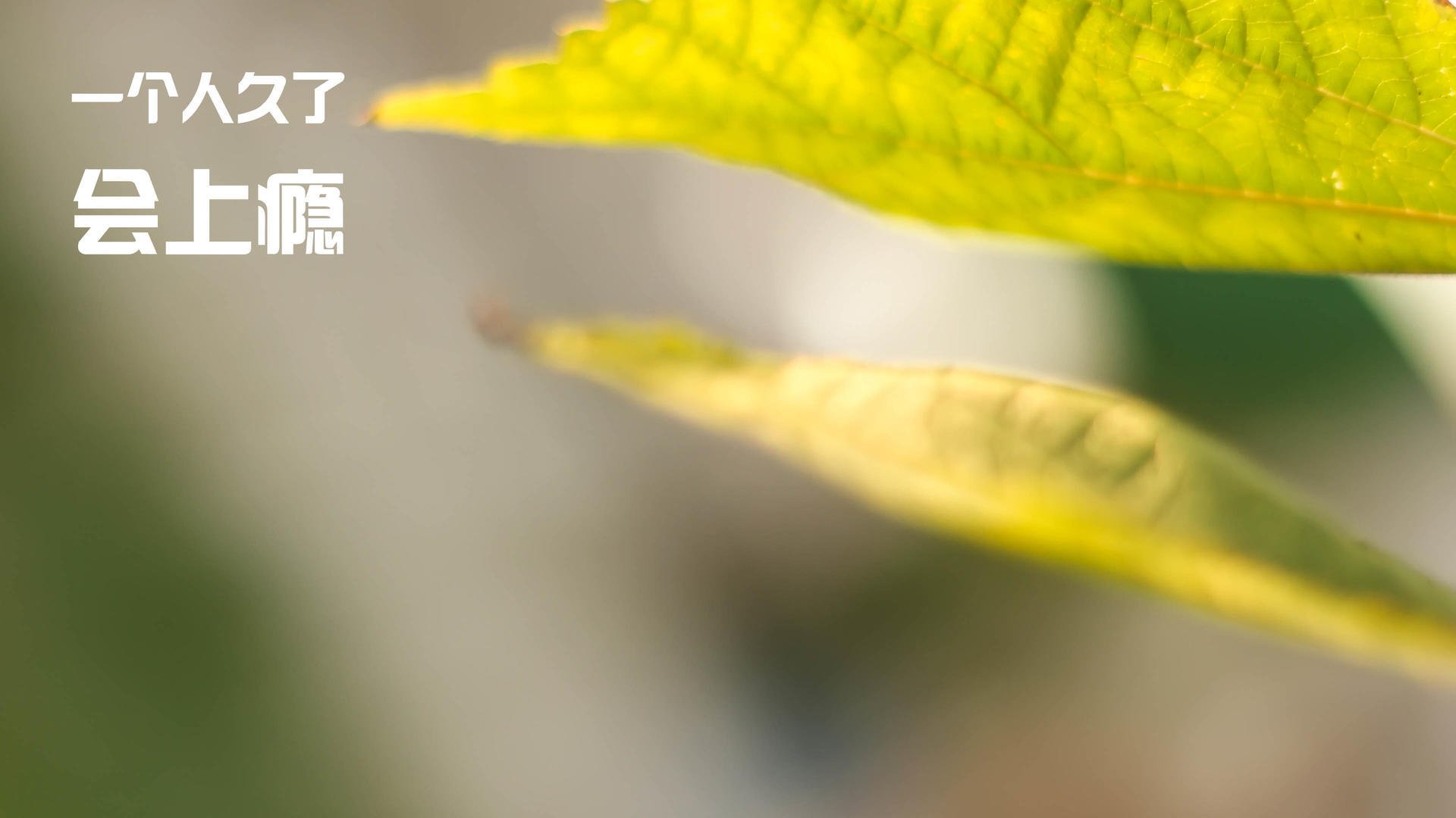 中国篮球联赛观众行为分析及市场策略,篮球赛观众须知