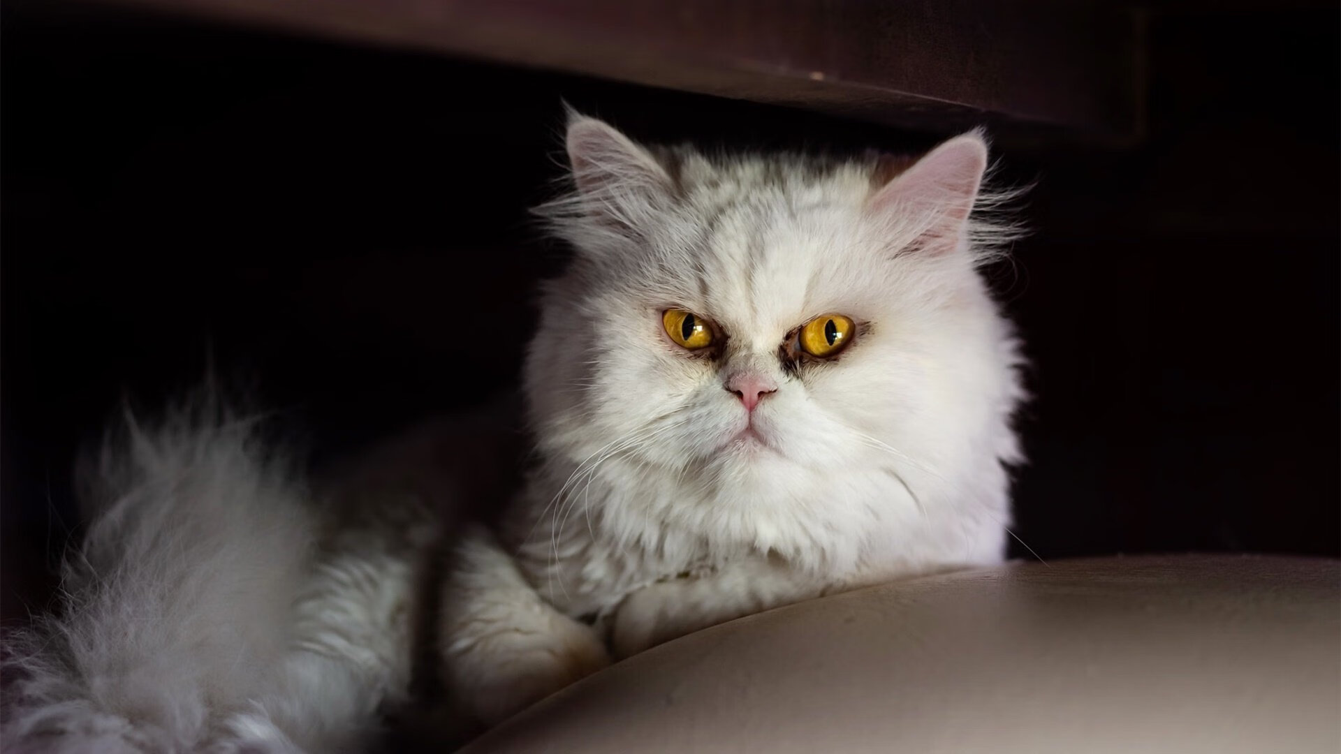 中国篮球联赛观众行为分析,篮球比赛中观众的规则