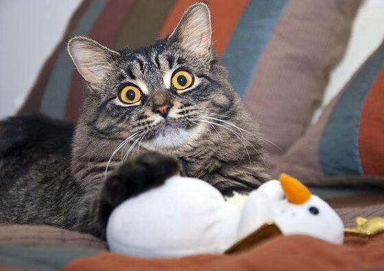 中国篮球联赛观众行为及消费心理分析,篮球赛观众须知