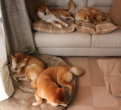 中国篮球联赛观众行为特征分析与市场营销策略,篮球比赛观众席视角