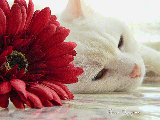 华体会手机网站-世界杯预选赛中国女足平局 球迷提出中肯建议，2022世界杯中国女足