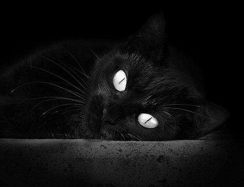 华体会登录地址-主力阵容是否应具备多种节奏适应能力，主力阵地 用法