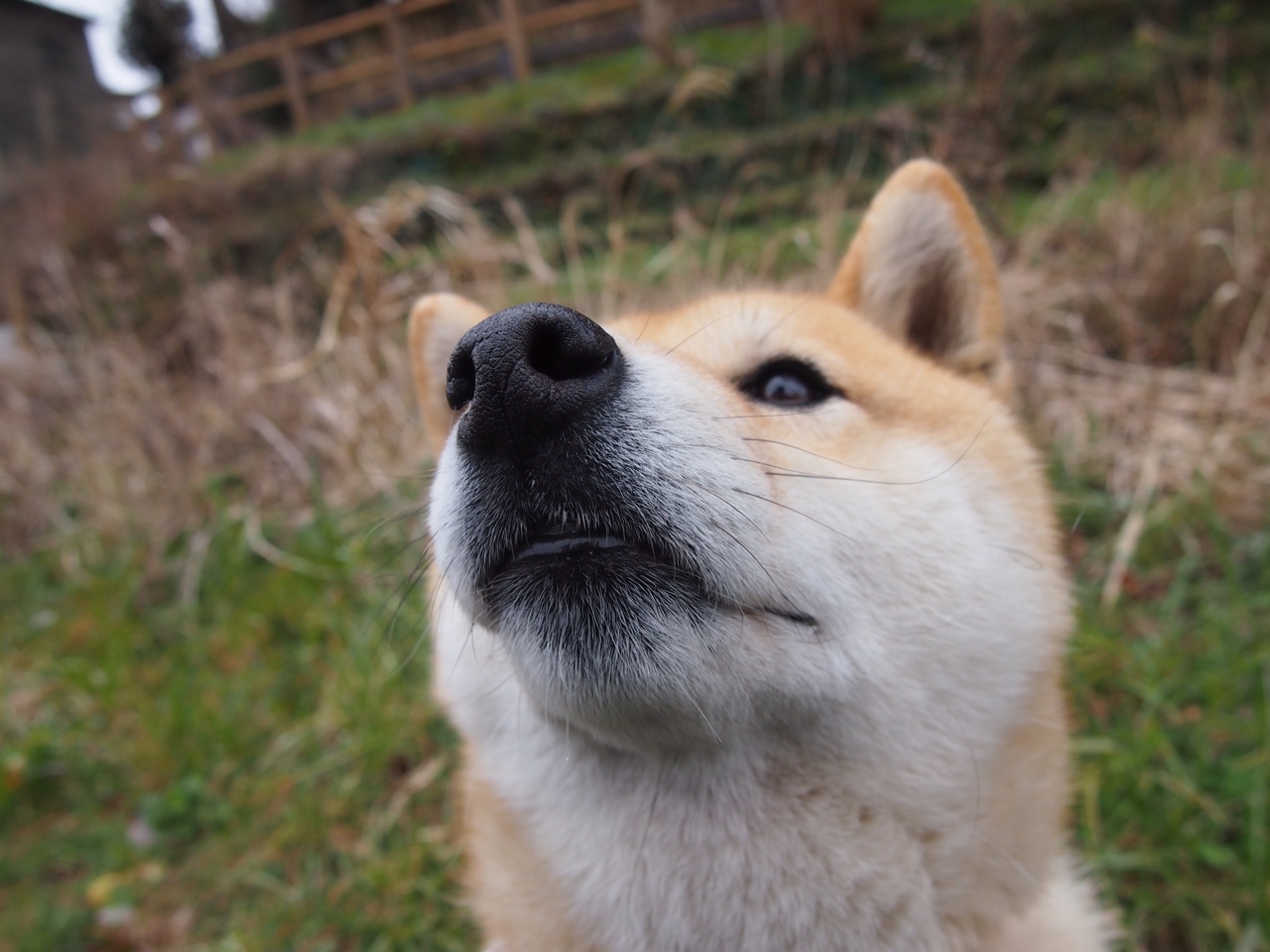 奥运体操项目动作难度系数评估更新,奥运体操最难动作