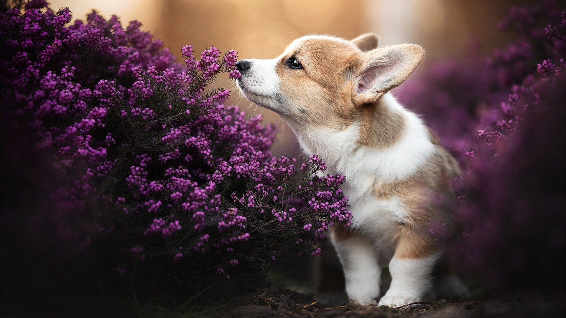 华体会-中国足球青少年足球文化节成功举办，中国青少年足球校园足球