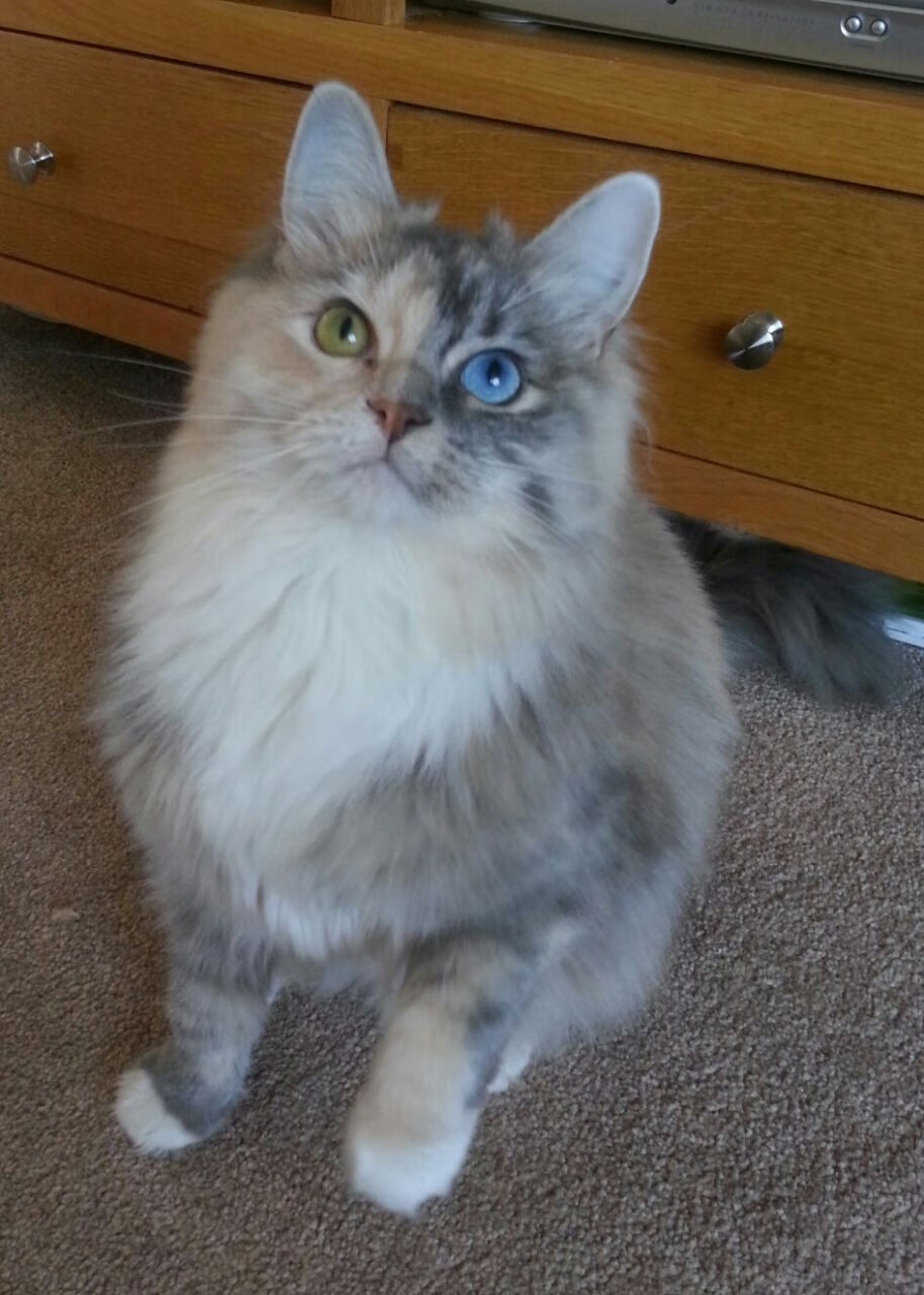 仰泳冲刺比利时女将稳中有升，仰泳国际比赛视频