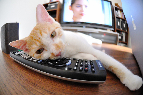 女子橄榄球崛起挑战男子主导地位,女子橄榄球战绩