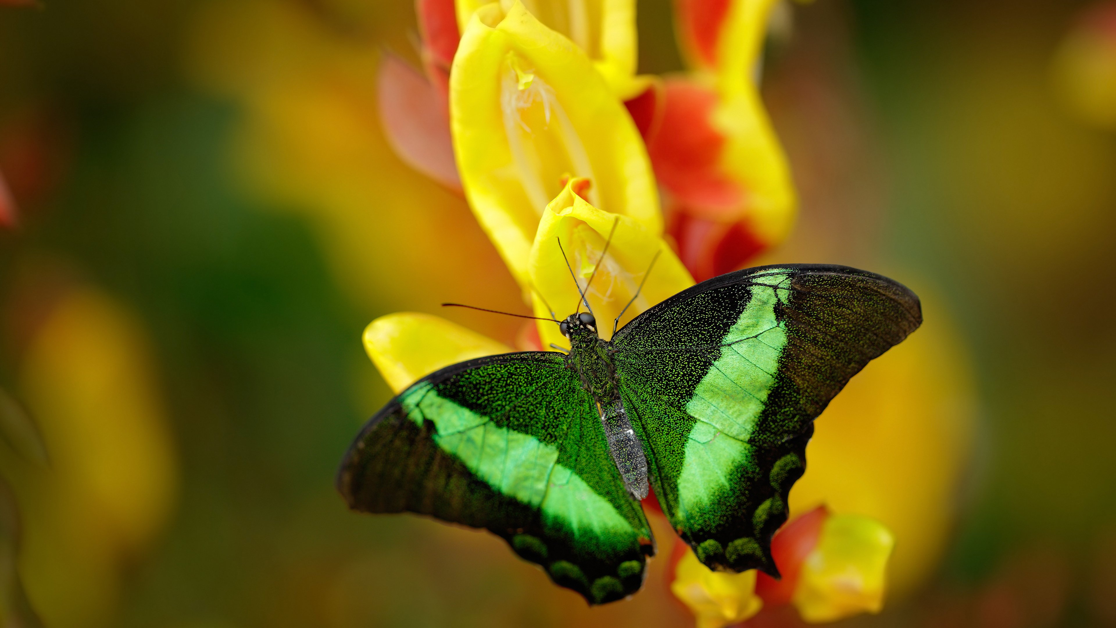 威尔士青训体制逐步成熟,助力男子、女子队伍发展,威尔士晋级