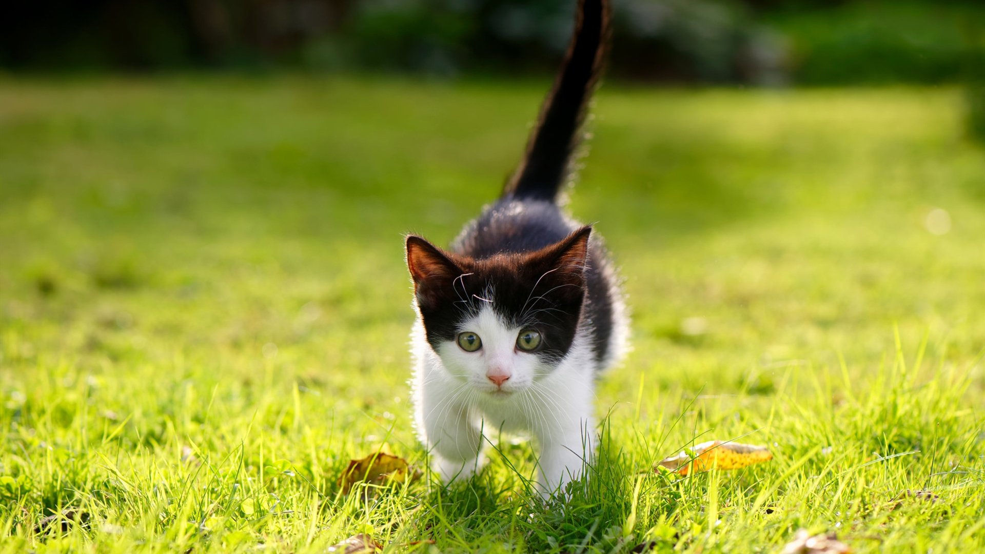 希腊女篮在欧洲锦标赛中再获冠军,彰显队伍强大实力,希腊女子篮球比赛直播