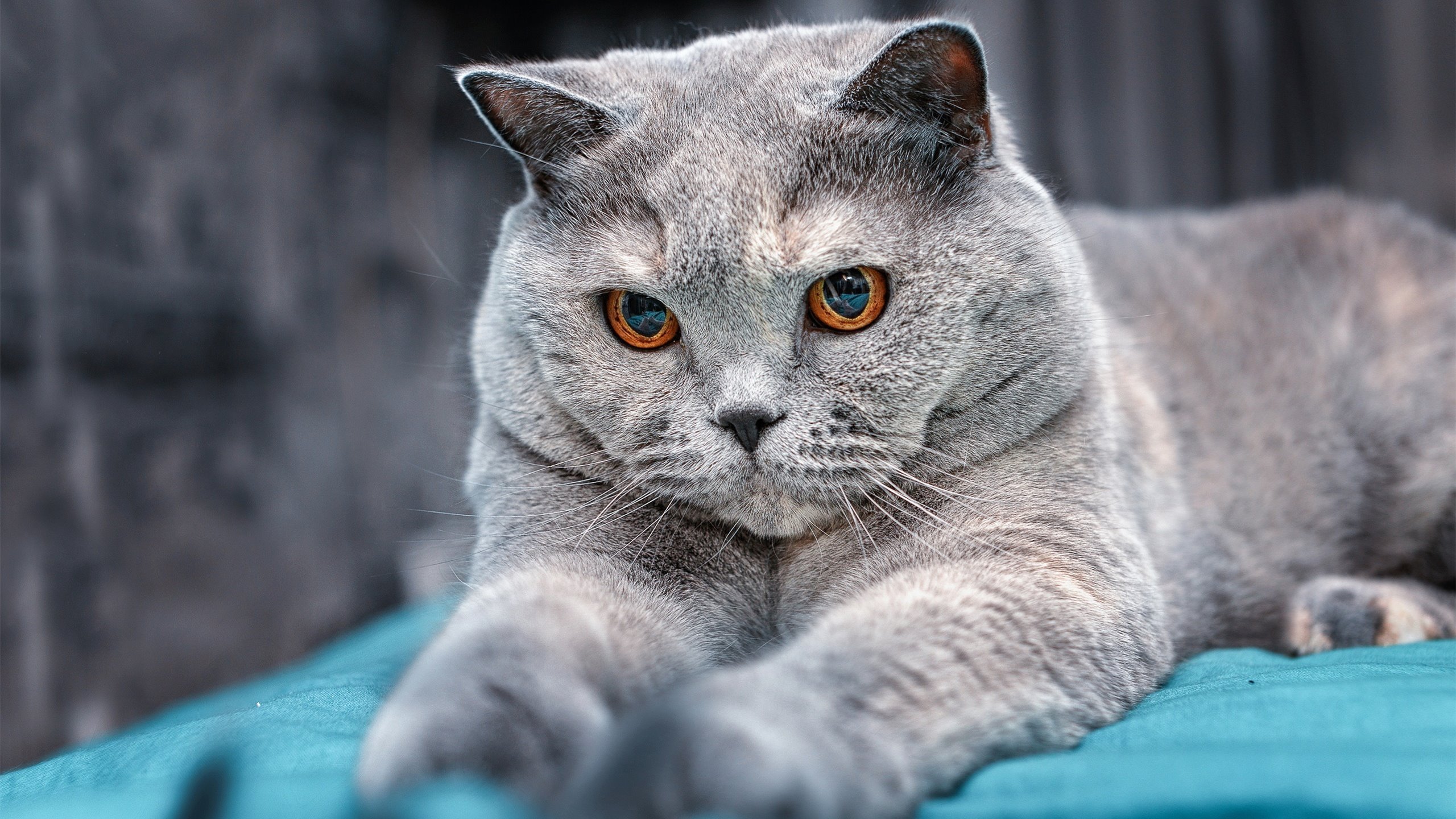 雷霆计划安排海外拉练提升比赛经验，雷霆技术