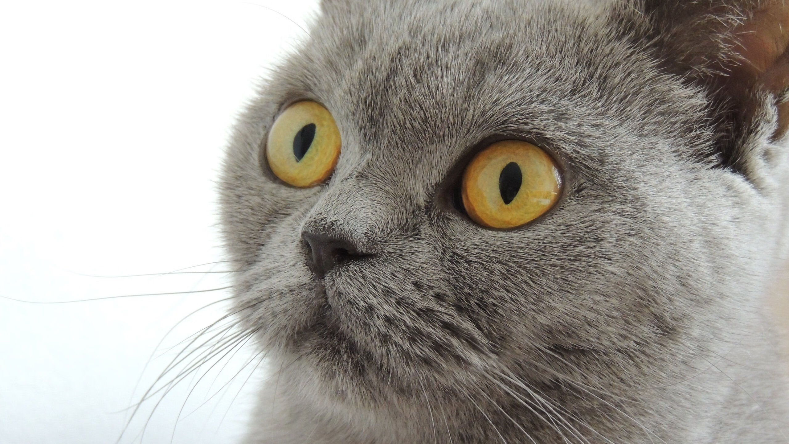 《冠军奥运篇》揭秘李雯雯的奋斗故事，李雯雯奥运比赛时间