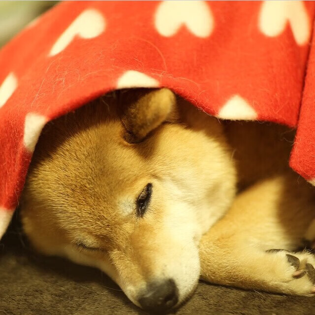 中国足球联赛青少年发展人才储备现状，中国足球青训人才