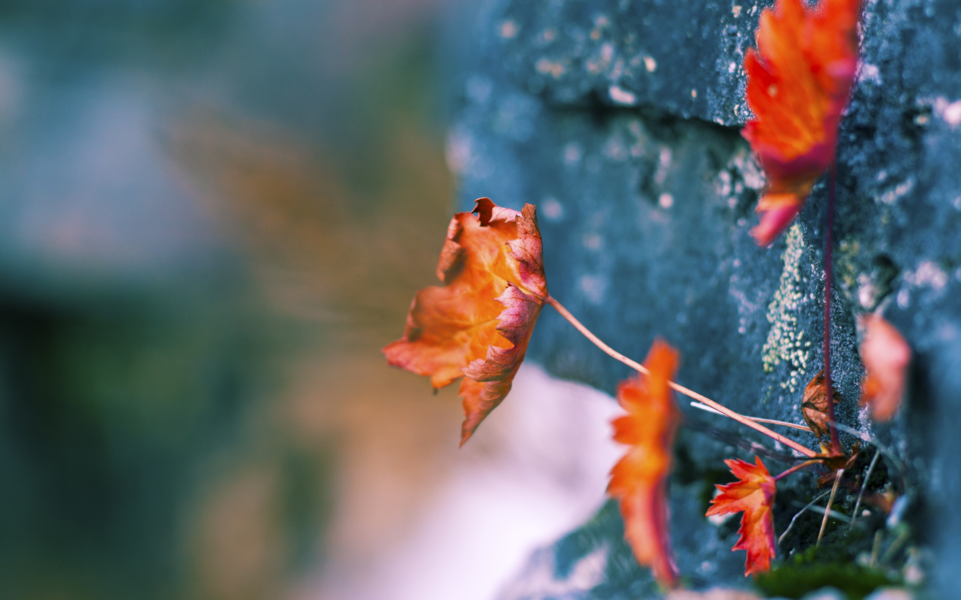 中超球队是否具备与地方学校共建青训机制，中超青年队