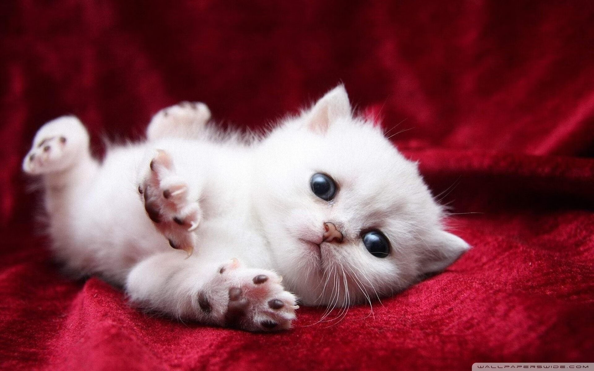 中超球队是否具备与地方学校共建青训机制，中超青年队