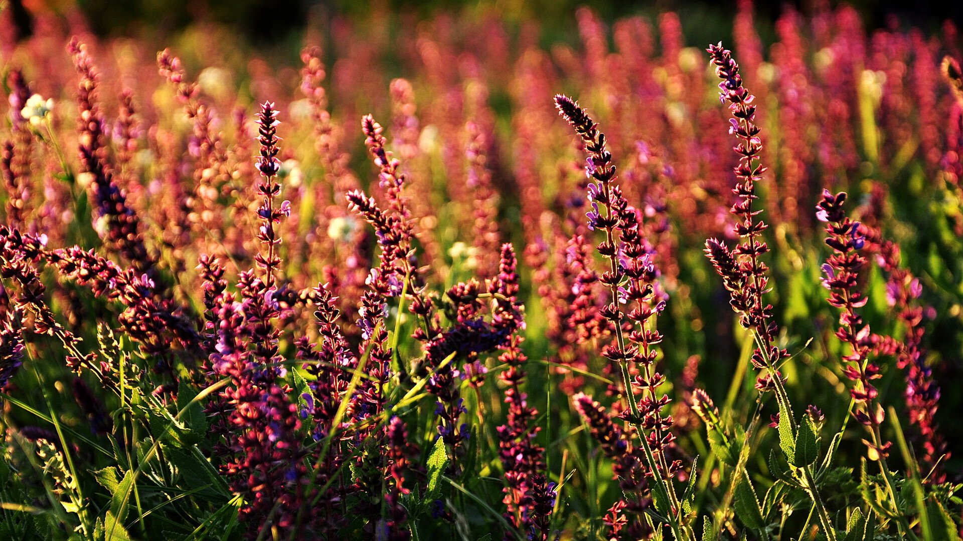 华体会在线登录-体育纪实栏目上线多平台融合播出提升覆盖率，体育 纪录片
